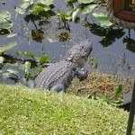 Alligator Florida - Travelammo