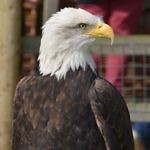 Warick Castle eagle - Travelammo